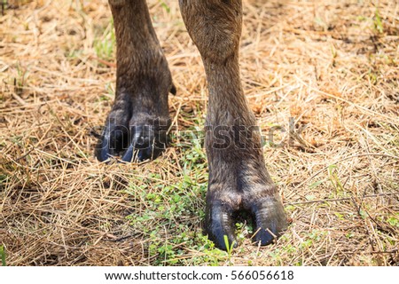 Buffalo Legs Thailand Stock Photo 603155936 - Shutterstock