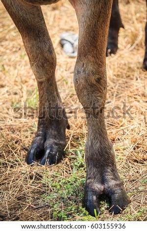 Buffalo Legs Thailand Stock Photo 603155936 - Shutterstock