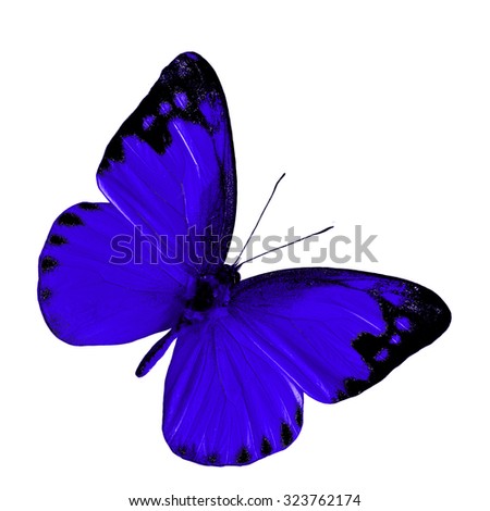 Blue Butterfly On White Background Stock Photo 146623502 - Shutterstock