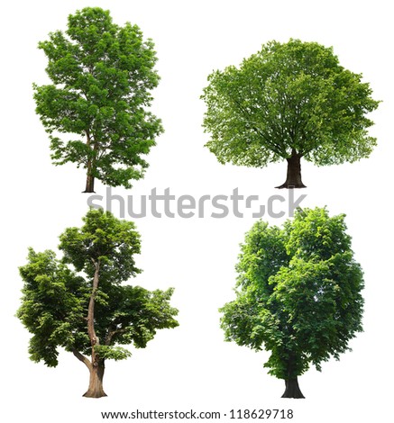 Big Collection Different Vector Trees Leafs Stock Vector 13244833