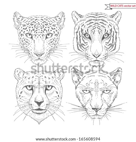 Cat Head Line Drawings Stock Photos, Images, & Pictures | Shutterstock