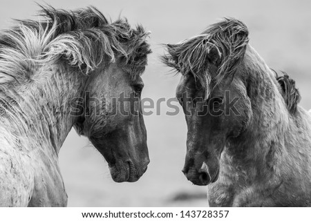 Fighting horse
