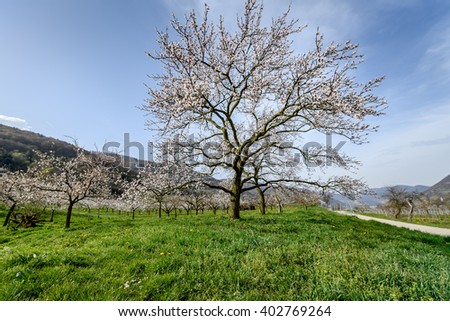 apricot blossom in Wachau Austria