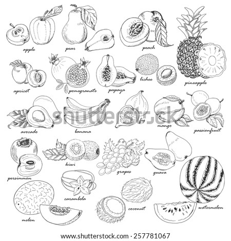 Collection of fruit in sketch style. Vector illustration for your design