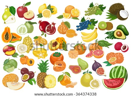 Big collection of isolated fruits on white background. Vector illustration for your design