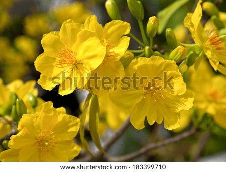 Yellow apricot flowers of South