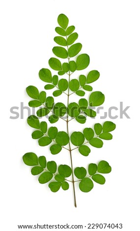 background of study of malunggay tea Moringa research: while urga, k knapp, h, and others “a compositional study of moringa stenopetala what is the use for moringa virgin oil & moringa tea. background of study of malunggay tea Moringa research: while urga, k knapp, h, and others “a compositional study of moringa stenopetala what is the use for moringa virgin oil & moringa tea.