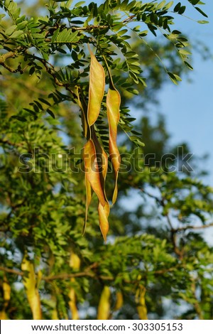 Honey Locust Tree Gleditsia Triacanthos Fruit Stock Photo (Edit Now ...