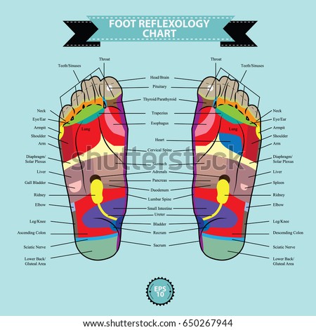 The Feet The Internal Organs Stock Images, Royalty-Free Images ...