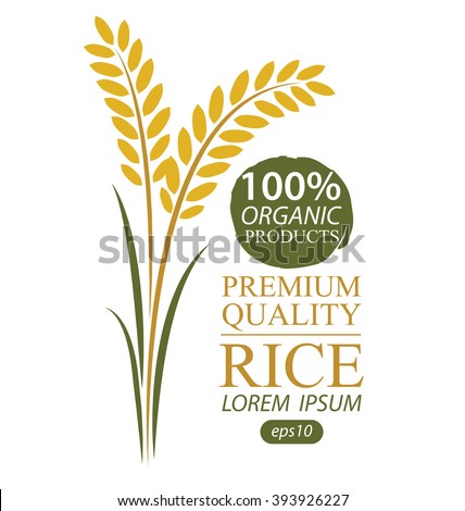 Rice. Vector illustration.