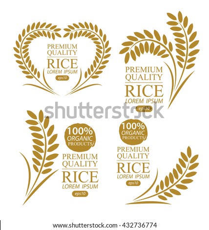 Rice. Vector illustration.