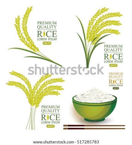 Rice. Vector illustration.