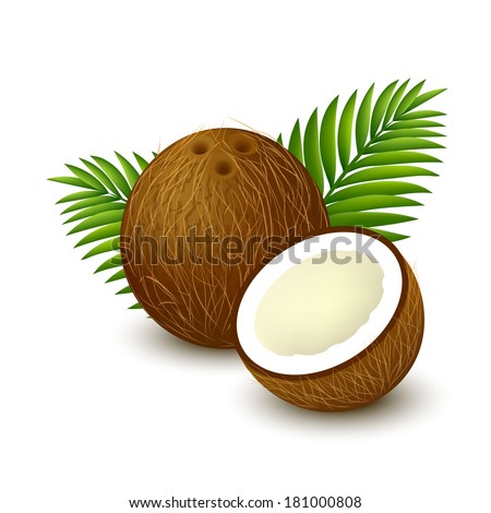 Whole coconut with piece and palm leaves on white background. Vector illustration.