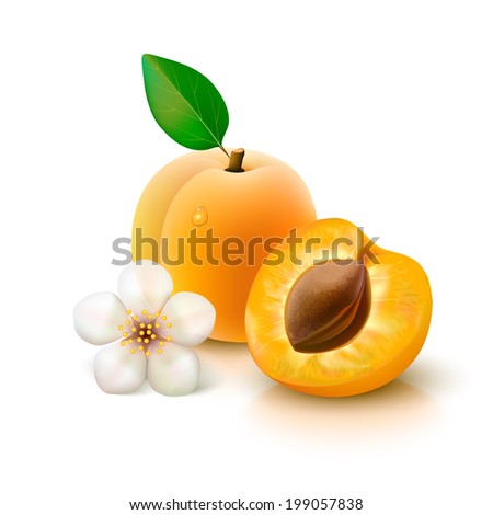 Whole apricot with leaf, slice with pit and flower isolated on white background. Vector illustration.