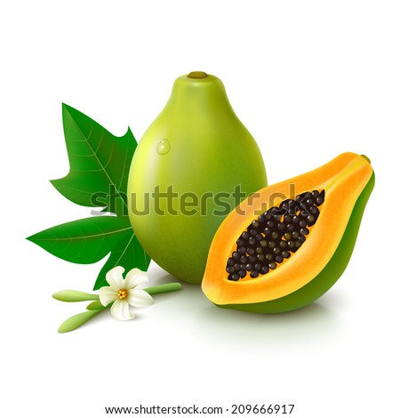 Whole papaya with slice, flower and leaf isolated on white background. Vector illustration