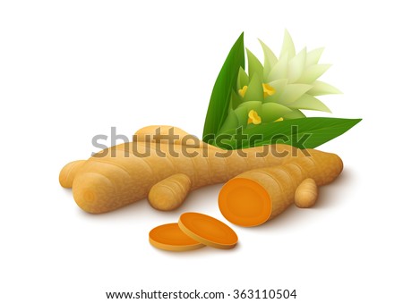 Turmeric root with flower isolated on white background. Vector illustration.