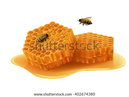 Honeycombs in the shape of hexagon, puddle of honey, flying bee, sitting bee. Vector illustration on white background.