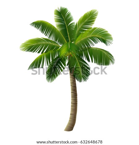 A palm tree (a coconut tree) isolated on white background. Vector illustration.