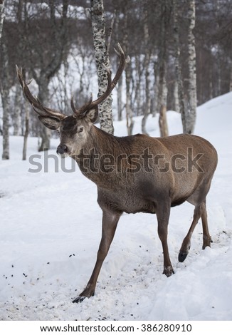 adult deer habits swinger club on premises texas