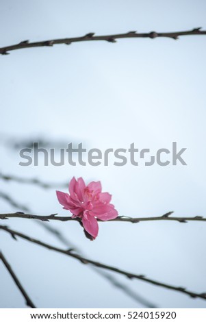 Flowers in spring. Plum blossoming in spring, it is the only remaining last winter flower, is the earliest blooming flower in spring. It shows struggle and pride. Minimalistic background picture.