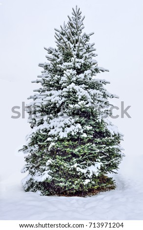 evergreen tree stock images royalty free images vectors evergreen tree stock images royalty free images vectors