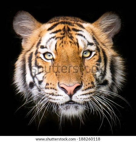 Tiger Face Stock Photos, Images, & Pictures | Shutterstock