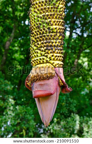 Banana or Klgwyongwgchgag Rngoihye The scientific name Musa chiliocarpa ...