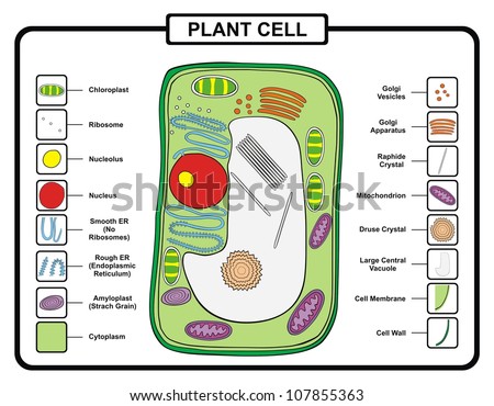 Vector Plant Cell Stock Vector 107855363 - Shutterstock