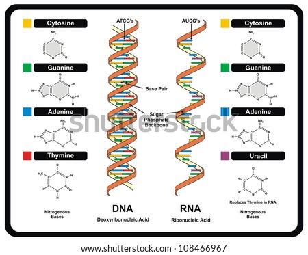 Resultado de imagen de RNA