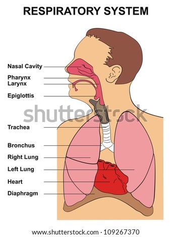 Stock Images similar to ID 198013868 - respiratory system