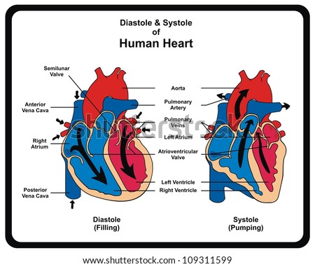 Diastole Systole Filling Pumping Human Heart Stock ...
