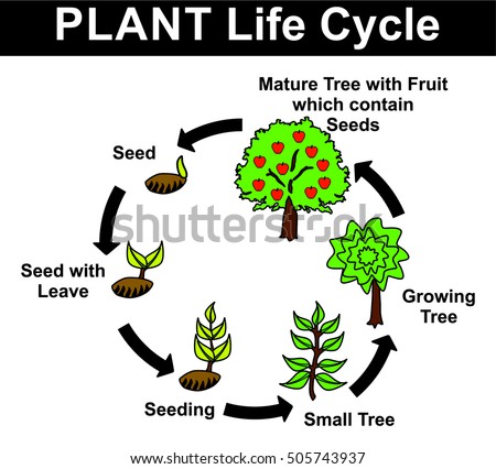 Maple Tree Life Cycle Stages Pictures to Pin on Pinterest - PinsDaddy