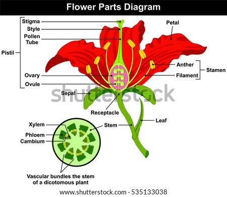 Vector Flower Parts Diagram Stem Cross Stock Vector 539583382 ...