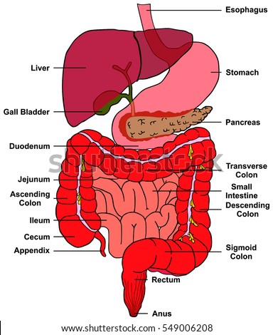 Liver Diagram In Hindi / Spleen Wikipedia : · low repetition and