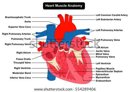 Human Heart Muscle Structure Anatomy Infographic Stock Vector 554289406