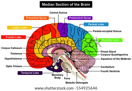 Median Section Human Brain Anatomical Structure Stock ...