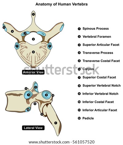 Vertebrate Stock Photos, Royalty-Free Images & Vectors - Shutterstock