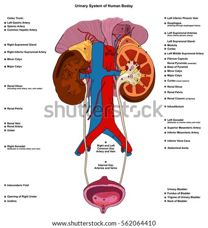 Diagram Of Kidneys In The Body Choice Image - How To Guide 