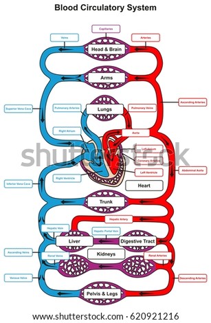 Blood Circulatory System Human Body Infographic Stock ...