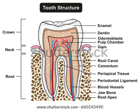 Dentin Stock Images, Royalty-Free Images & Vectors | Shutterstock