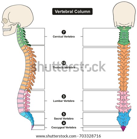 Vertebral Column Human Body Anatomy Infograpic Stock Vector 703328716 ...