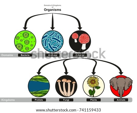 domains and kingdoms