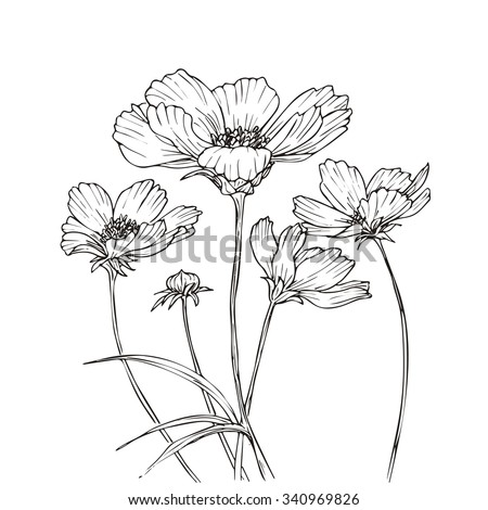 Hand Drawn Vector Cosmos Flowers Floral Stock Vector 340969826