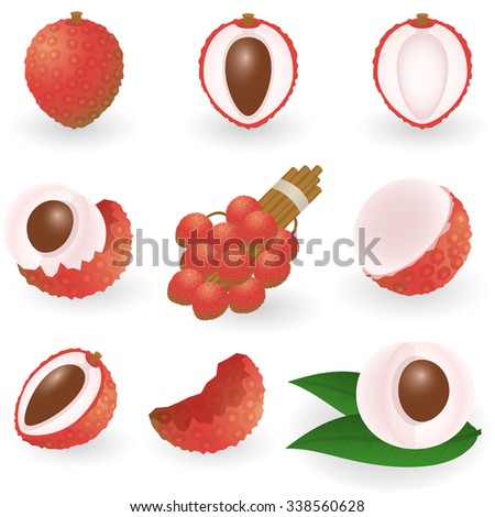 Vector illustration of lychee