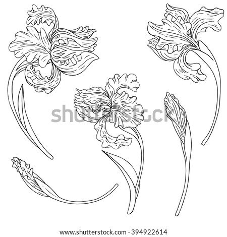 Collection Marine Plants Leaves Seaweed Vintage Stock Vector 306035774 ...