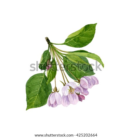 watercolor pink apple tree flowers, tree blossoms, buds and leaves, hand drawn artistic illustration