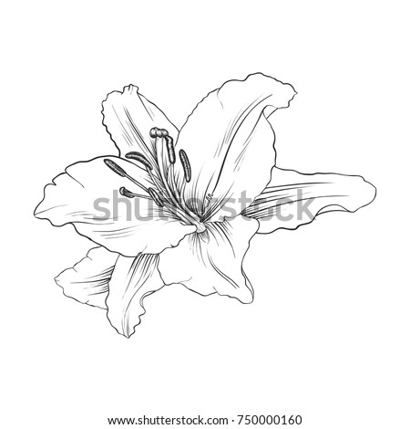  Lily Drawing Stock Images Royalty-Free Images Vectors Shutterstock