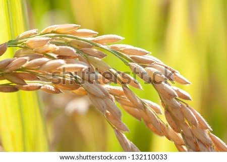 Mature rice plant Emo girl takes a huge cock