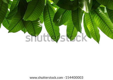 4570book 1080 Uhd Mango Leaves Toran Clipart Fish Pack 5798