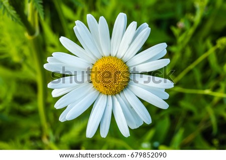 Flowering daisy field